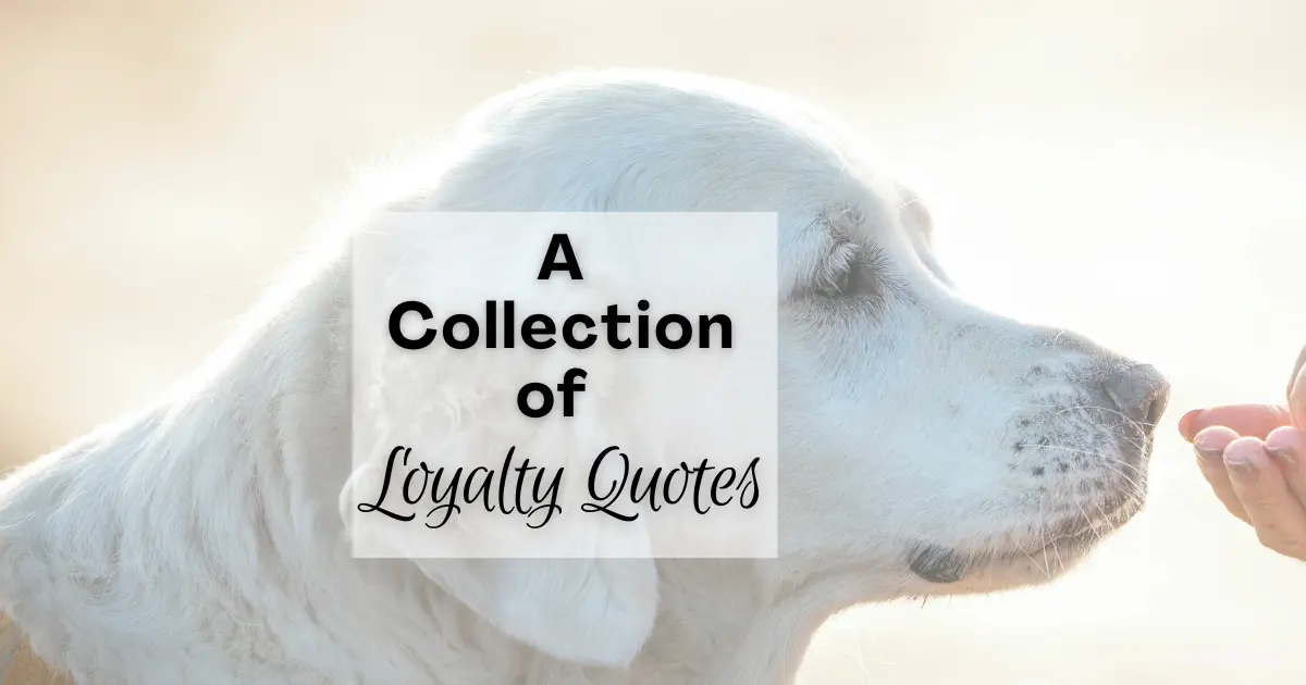 A photo of a loyal labrador with the caption A collection of loyalty quotes